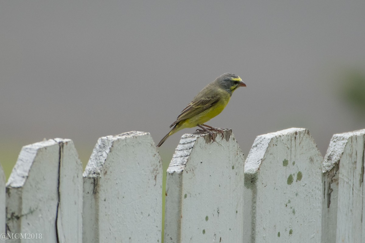 Yellow-fronted Canary - Mary Catherine Miguez