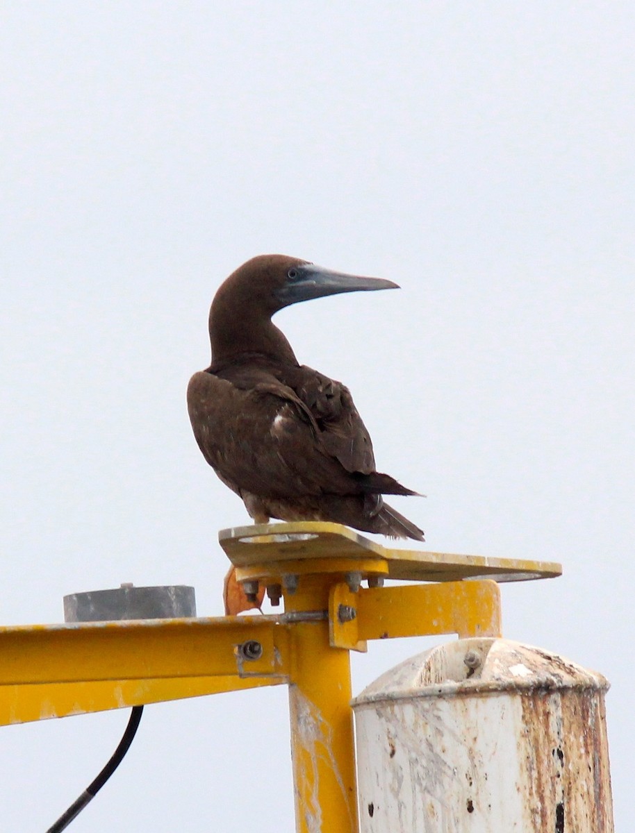 Brown Booby - Anonymous