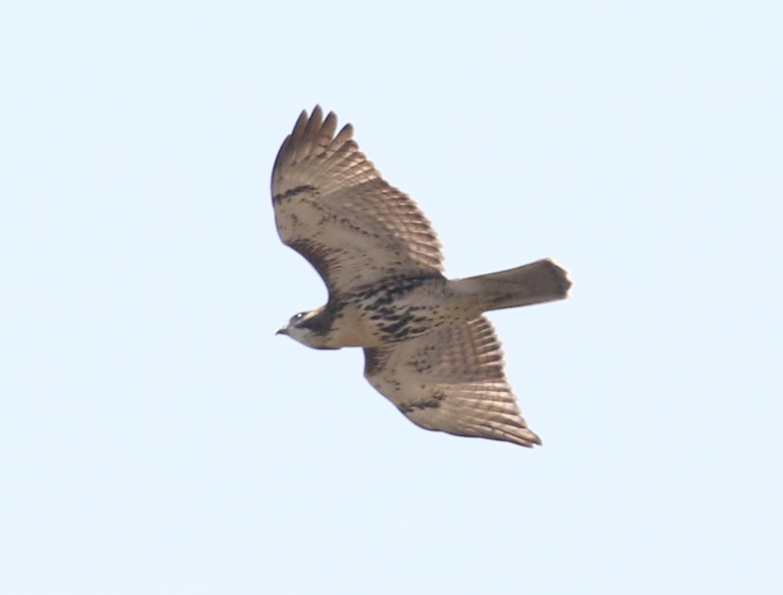 Red-tailed Hawk - ML110318821
