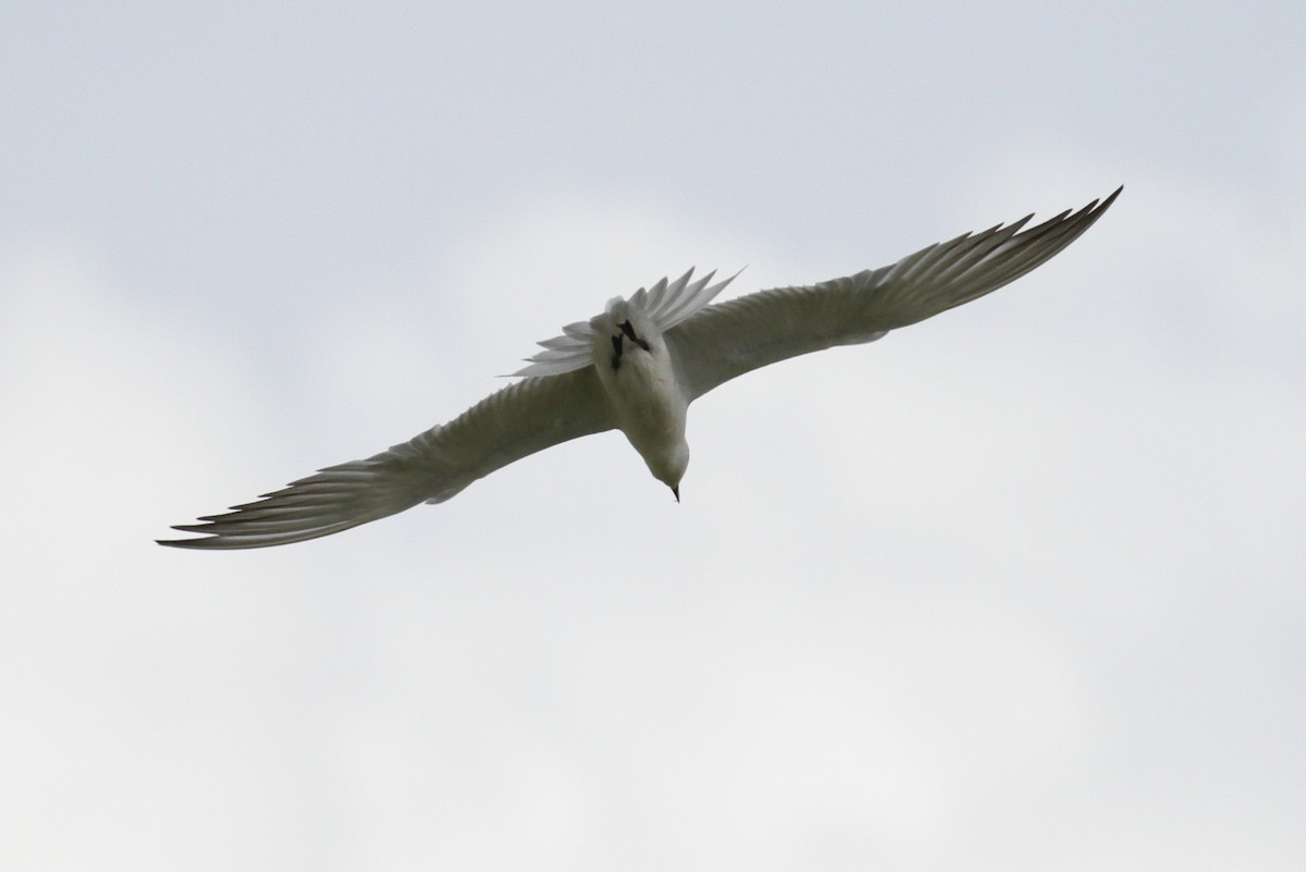 Gull-billed Tern - Alex Lamoreaux