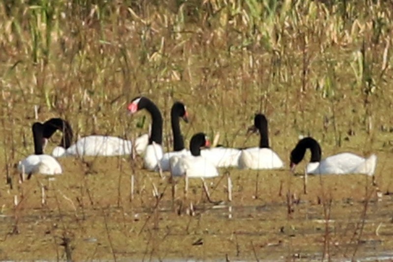 Black-necked Swan - ML110321841