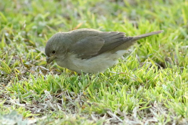Double-collared Seedeater - ML110322021