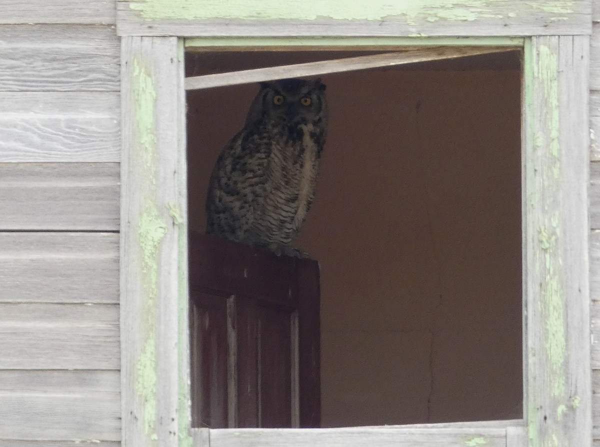 Great Horned Owl - ML110322801
