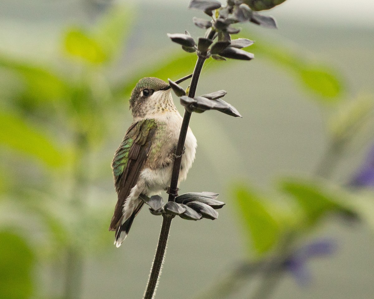 Ruby-throated Hummingbird - ML110323181