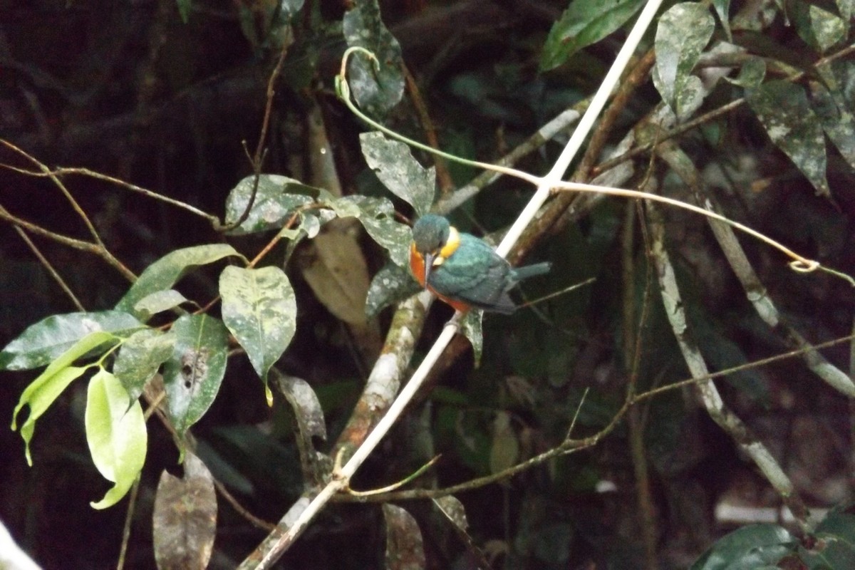 American Pygmy Kingfisher - Julián Clavijo Bustos