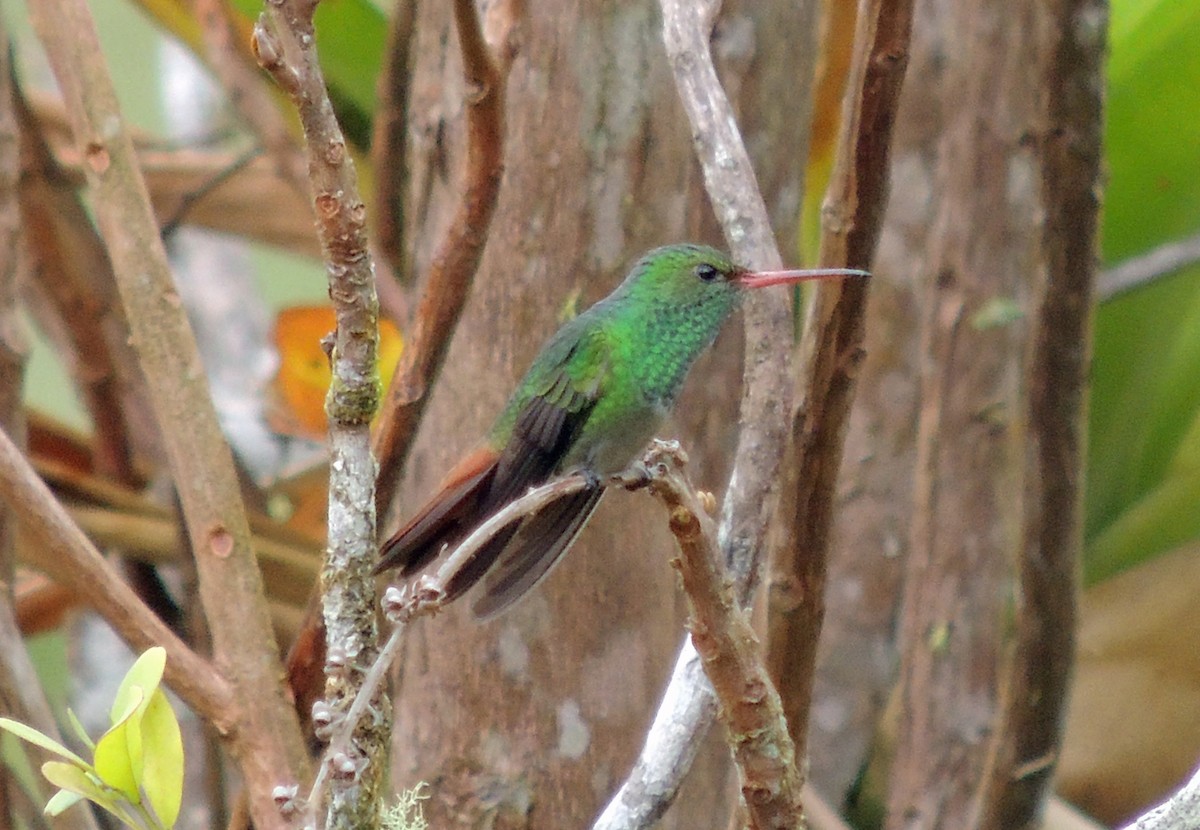 Rufous-tailed Hummingbird - ML110325791