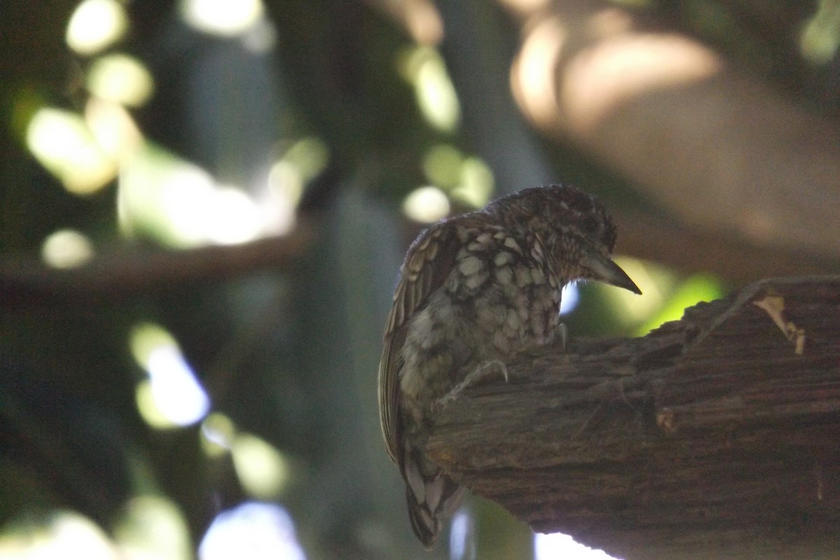 Scaled Piculet - ML110325841