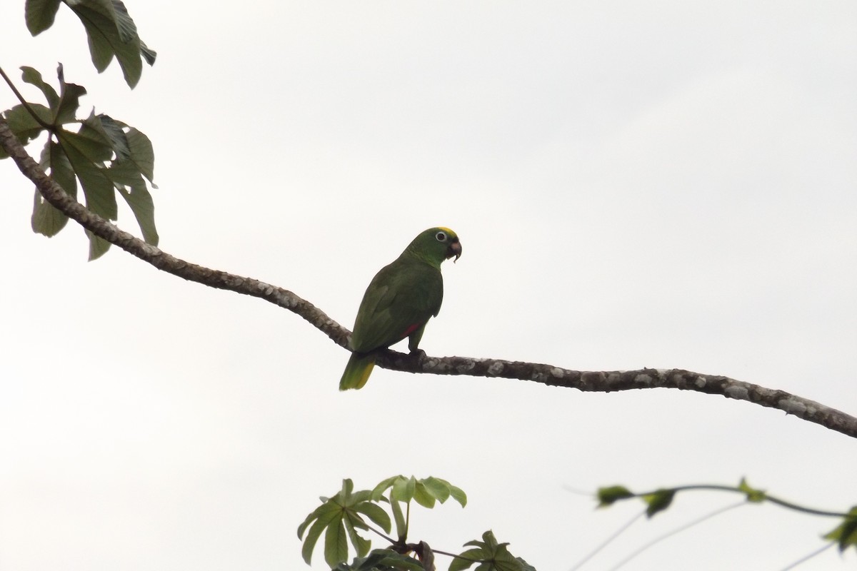 Yellow-crowned Parrot - ML110325861