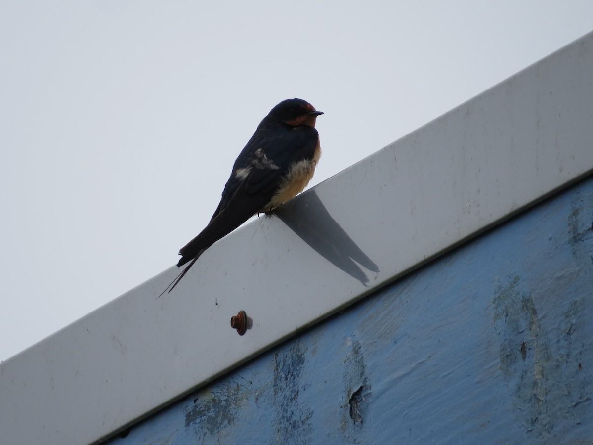 Barn Swallow - ML110325951