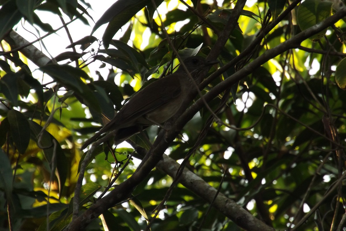 Pale-breasted Thrush - ML110326791