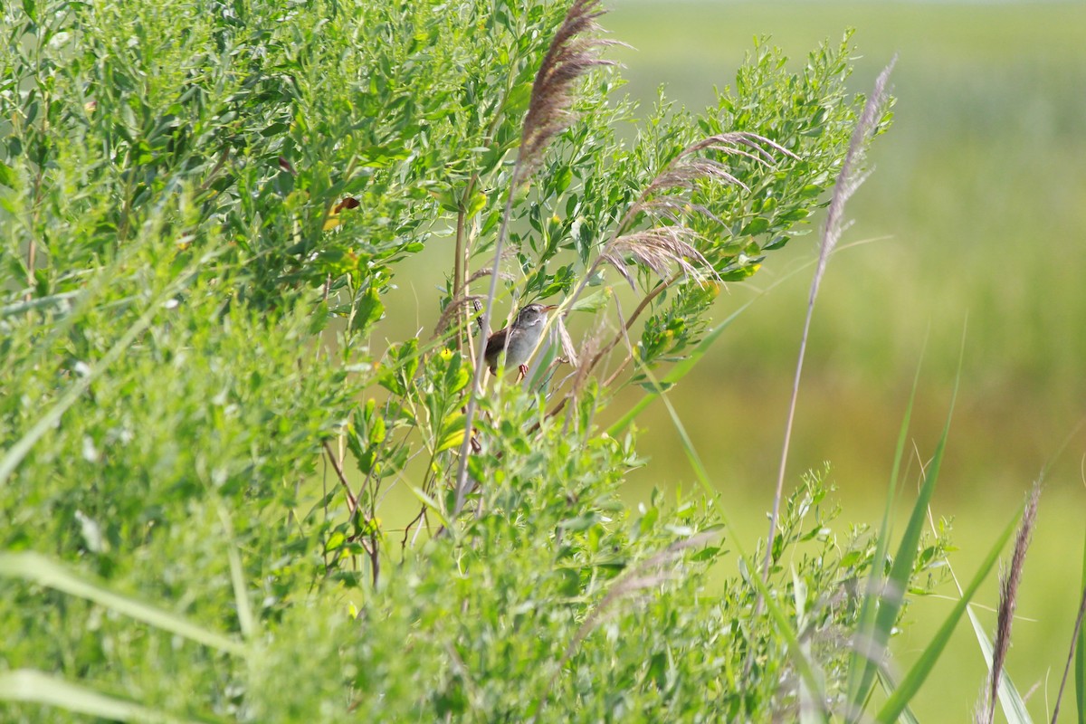Marsh Wren (palustris Group) - Lucas Corneliussen
