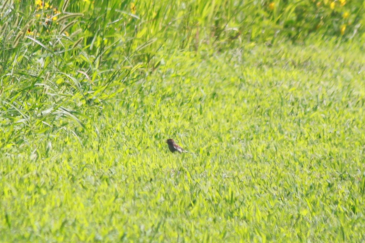 Field Sparrow - Lucas Corneliussen