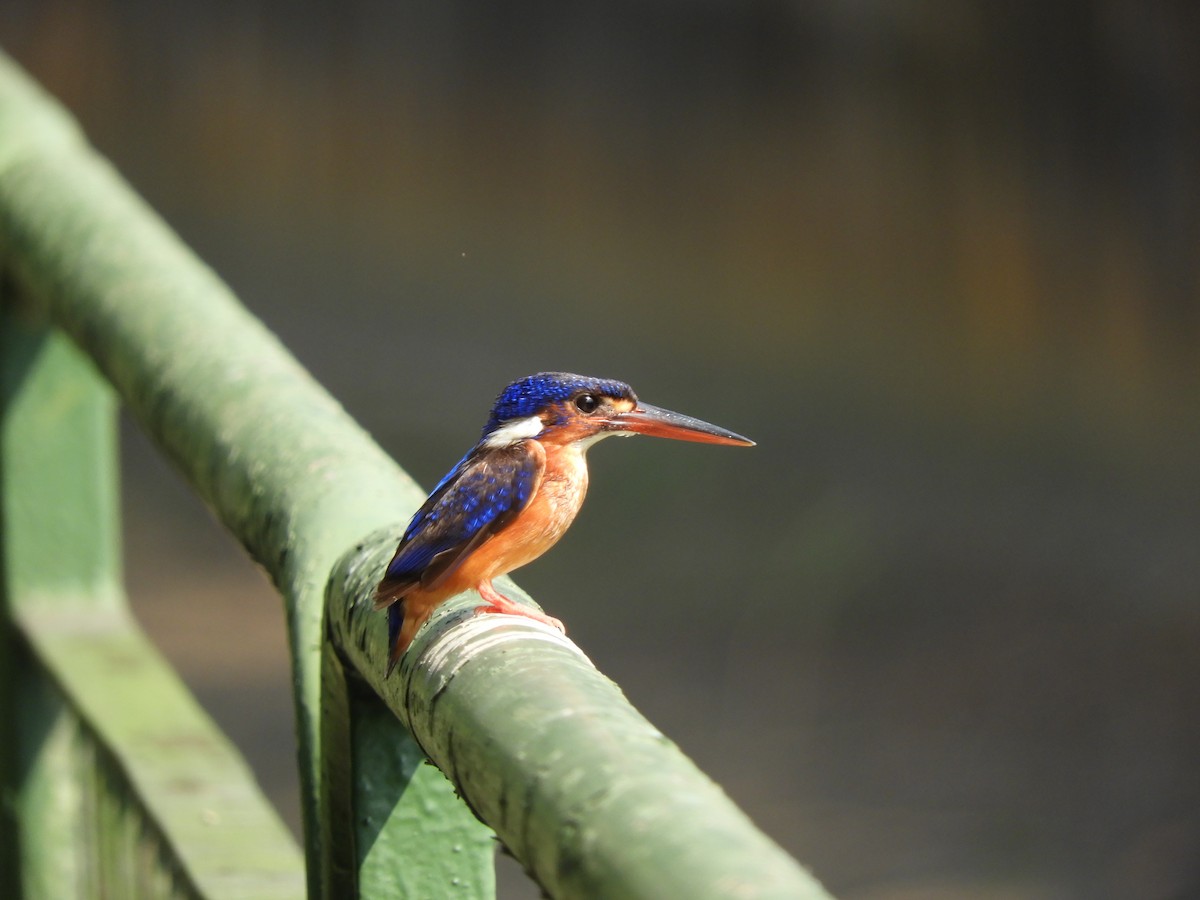 Blue-eared Kingfisher - Oliver Tan