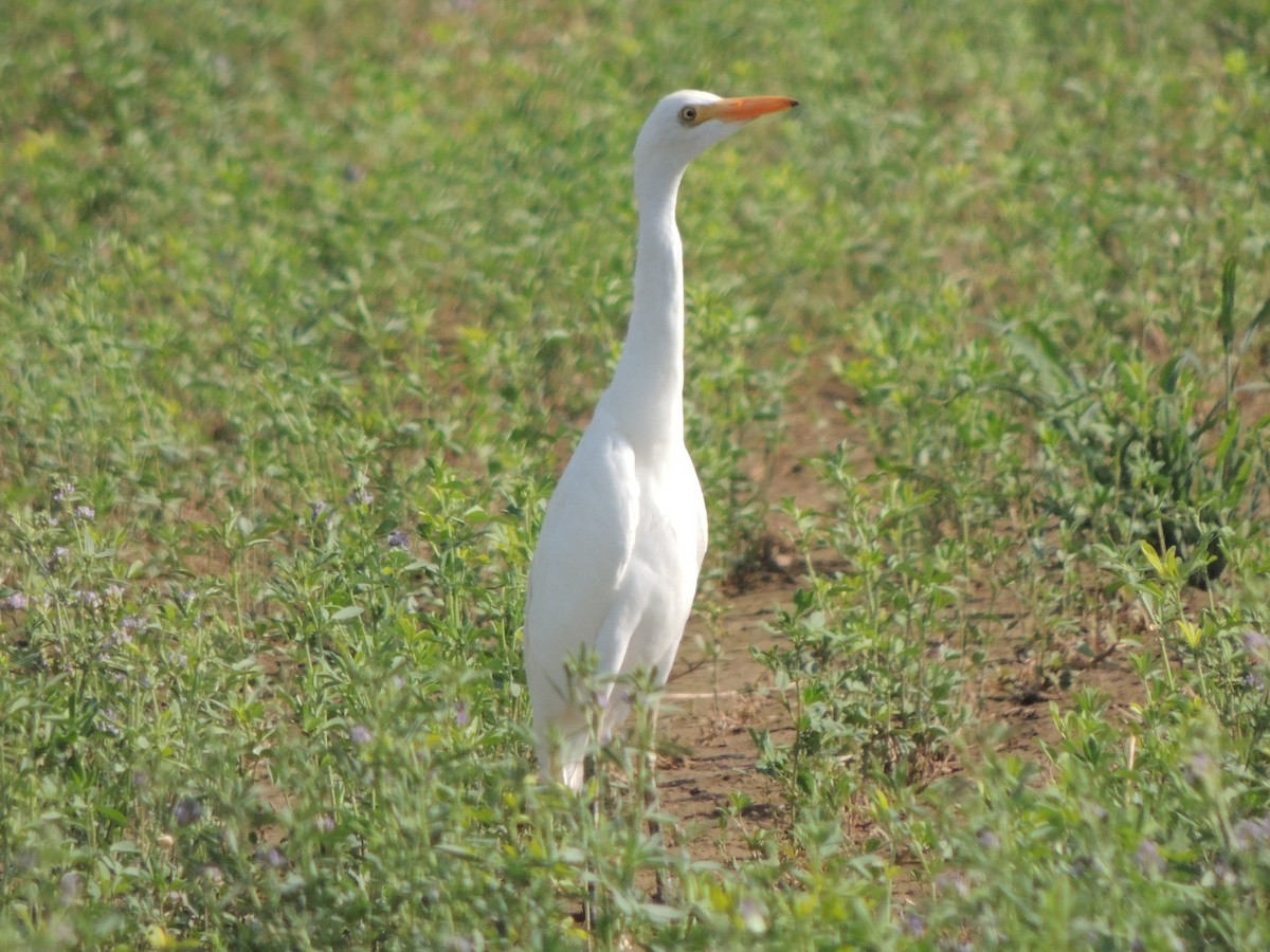 Чапля єгипетська (підвид ibis) - ML110328981