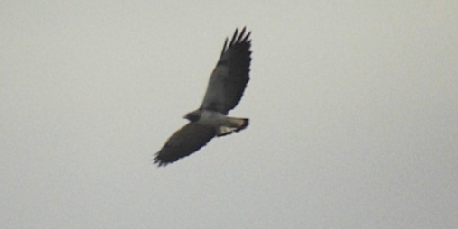 White-tailed Hawk - Julián Clavijo Bustos