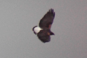 White-tailed Hawk - ML110329301