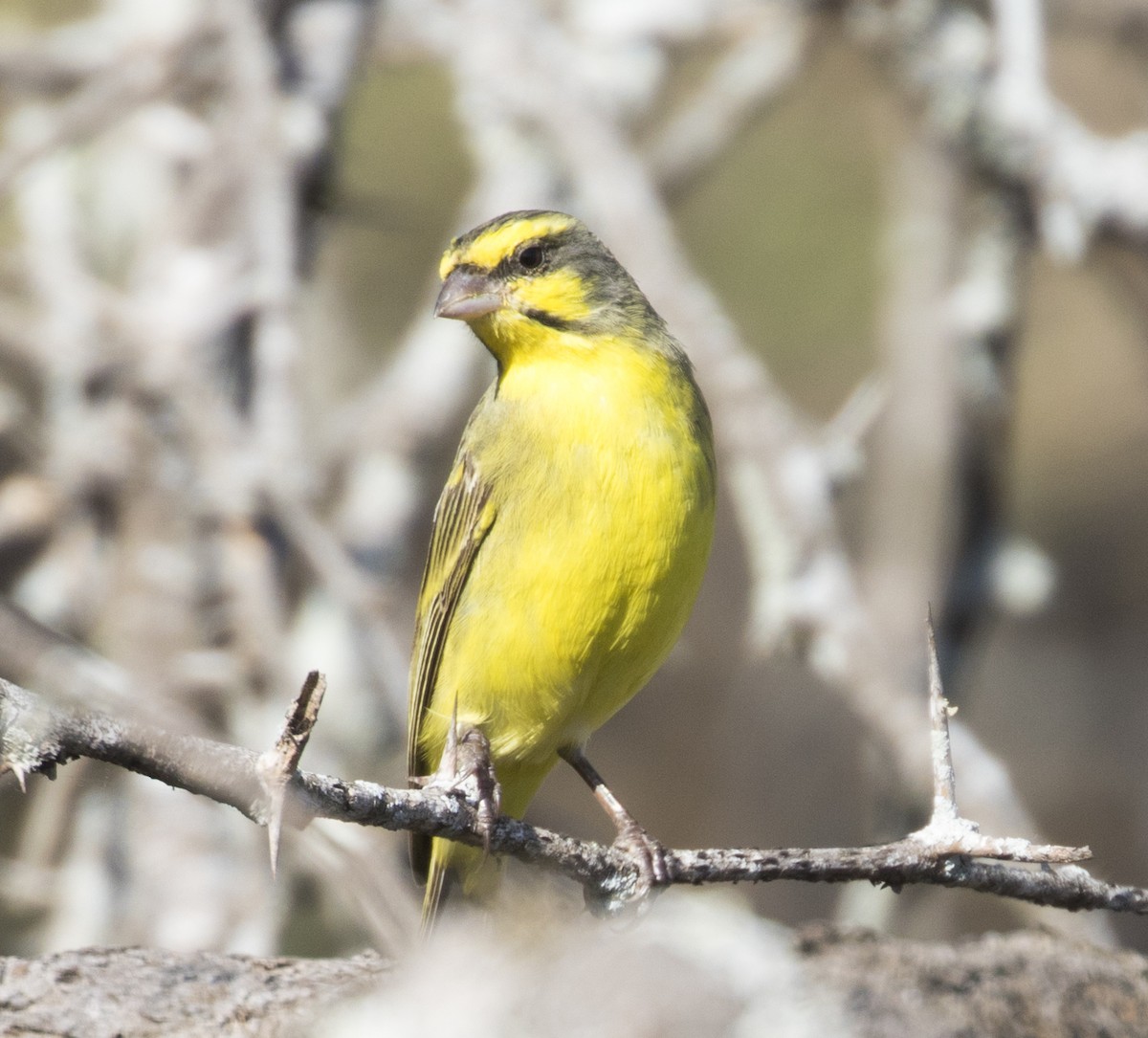 Yellow-fronted Canary - Marie Lister