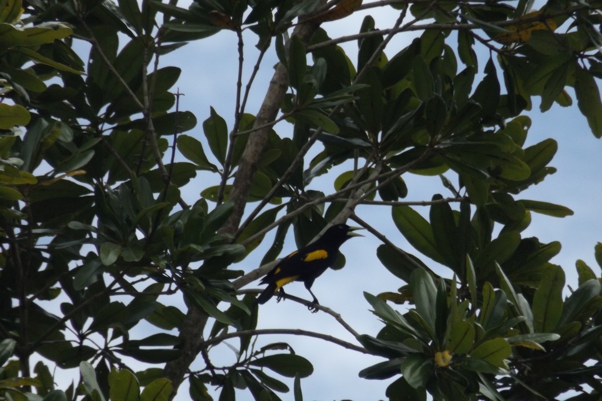 Yellow-rumped Cacique - ML110331441