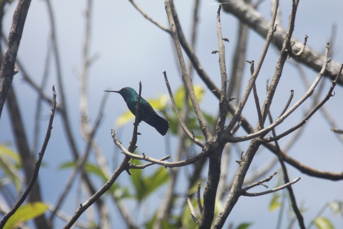 kolibřík modroocasý - ML110331791