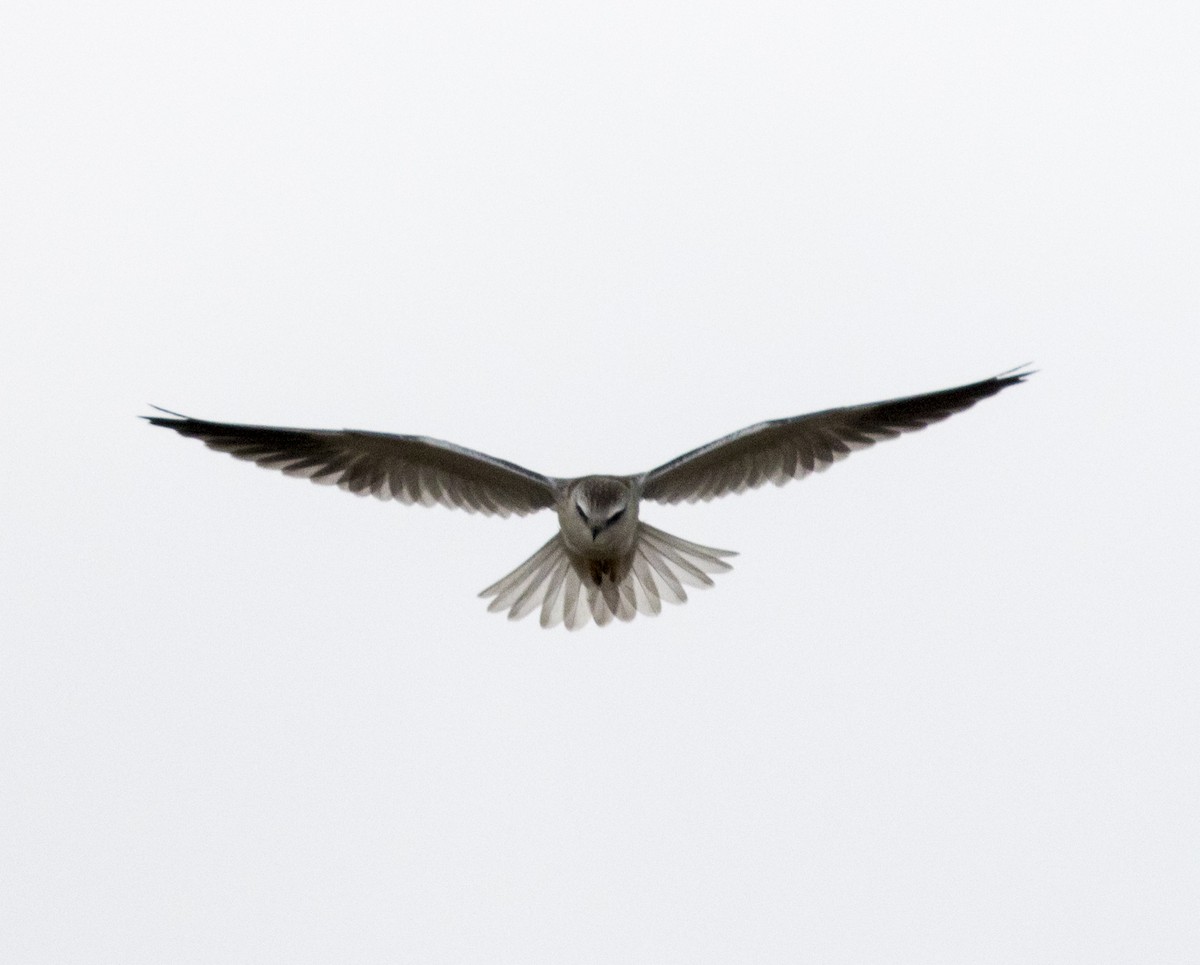 Black-winged Kite (African) - Marie Lister