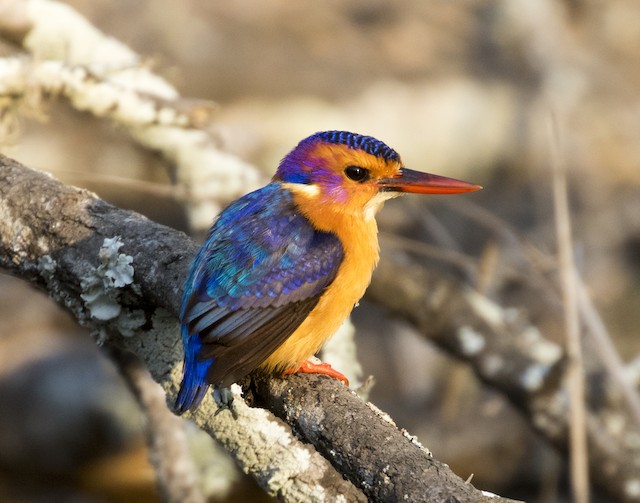 African Pygmy Kingfisher - eBird