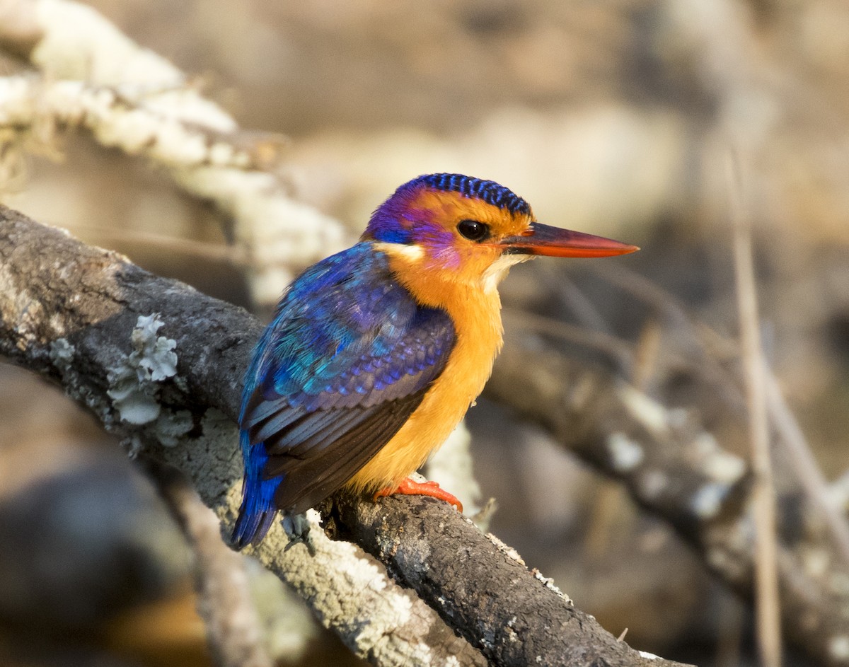 African Pygmy Kingfisher - Marie Lister