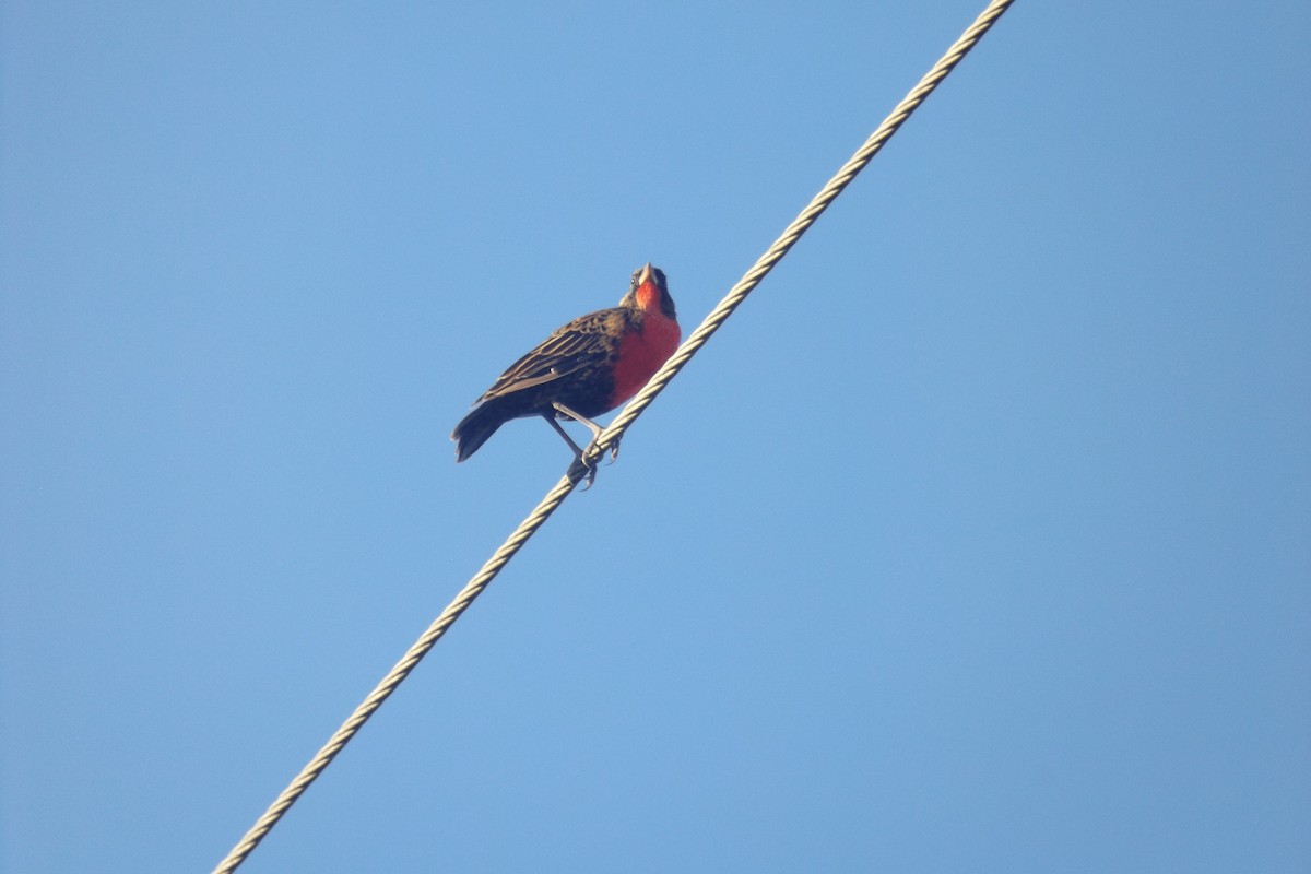 Red-breasted Meadowlark - ML110332401