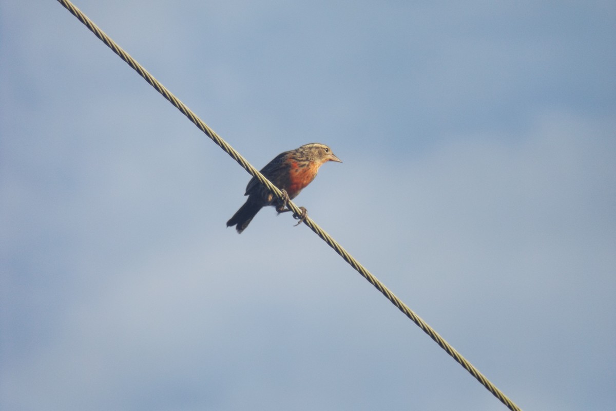 Red-breasted Meadowlark - Julián Clavijo Bustos