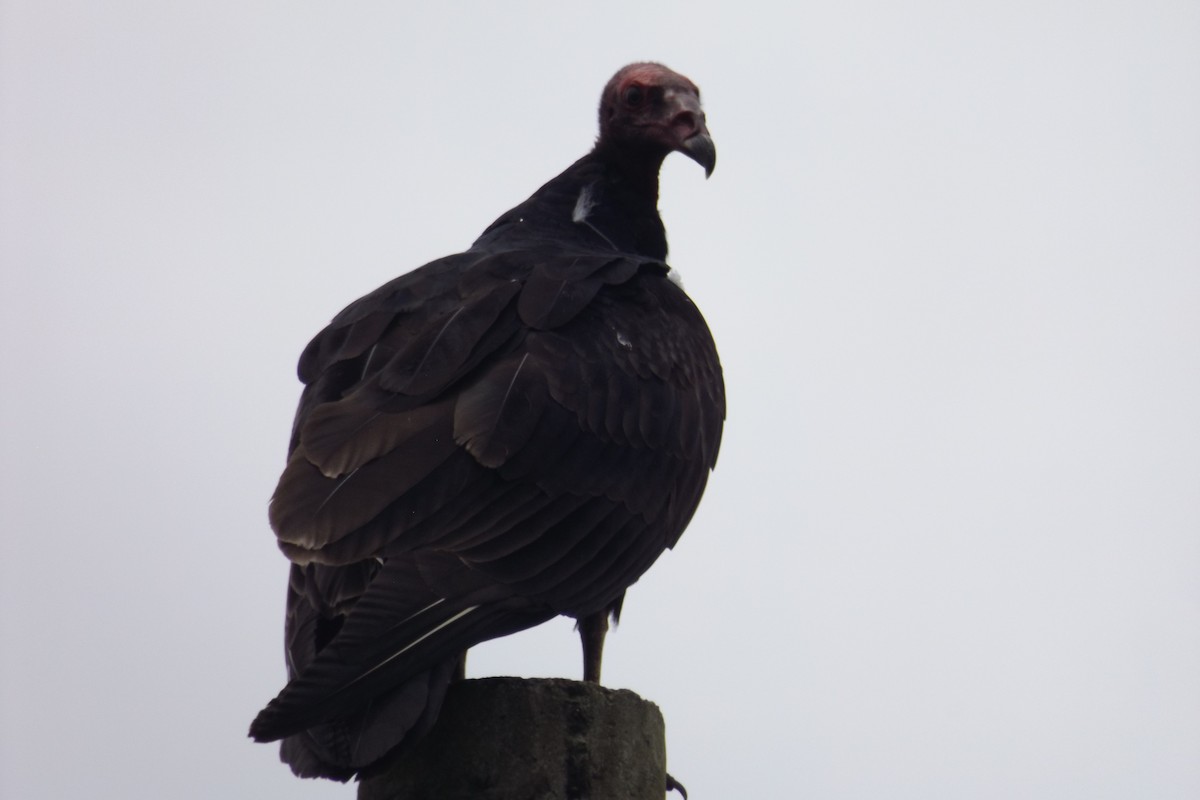 Turkey Vulture - ML110332521