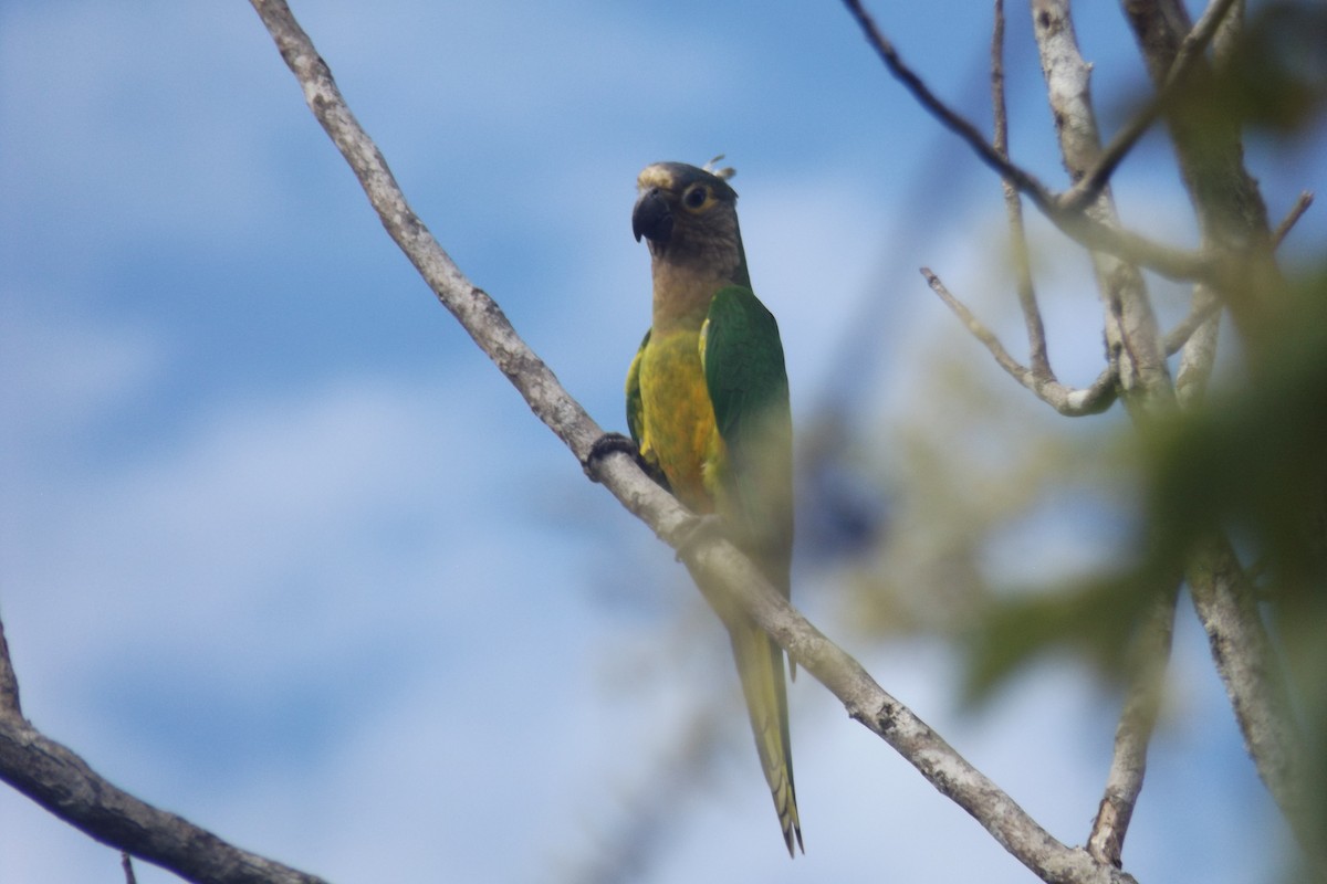 Brown-throated Parakeet - Julián Clavijo Bustos