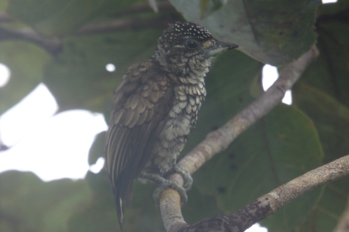 Scaled Piculet - ML110332701