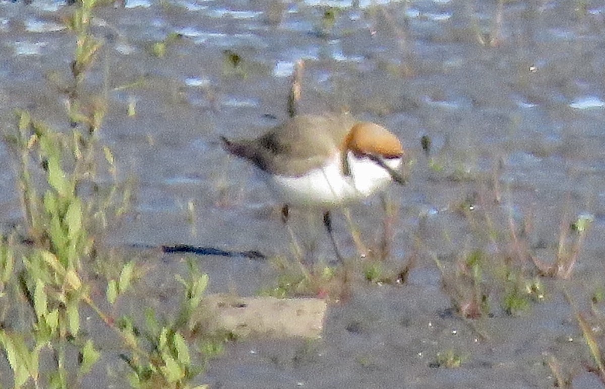 Red-capped Plover - Lissa Ryan