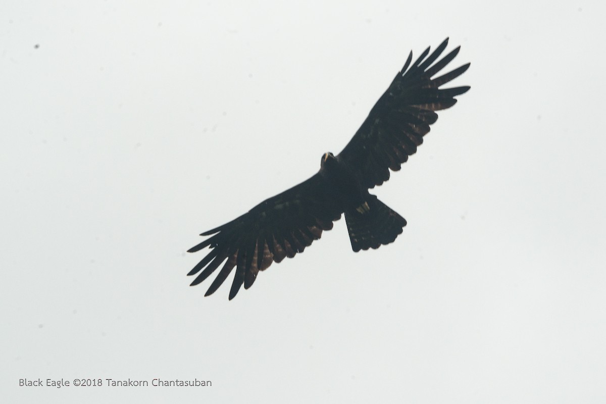 Black Eagle - Tanakorn Chantasuban