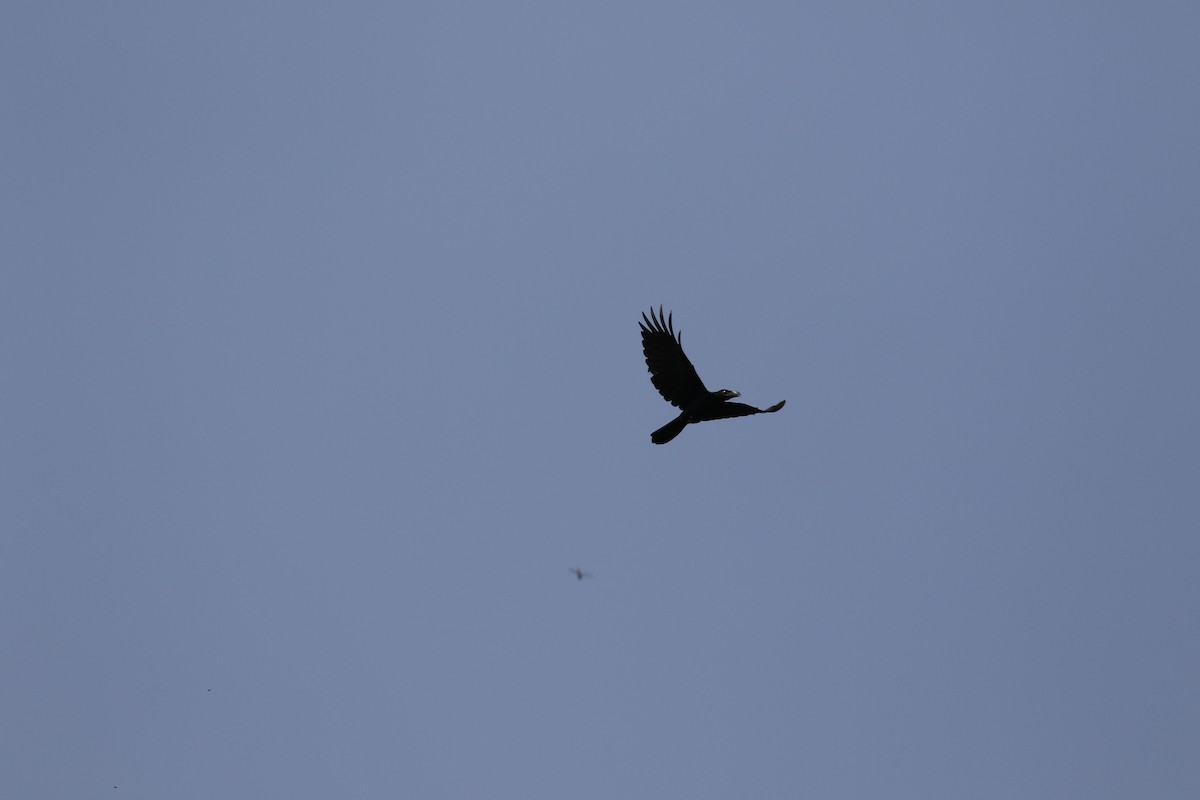 Large-billed Crow - ML110339891