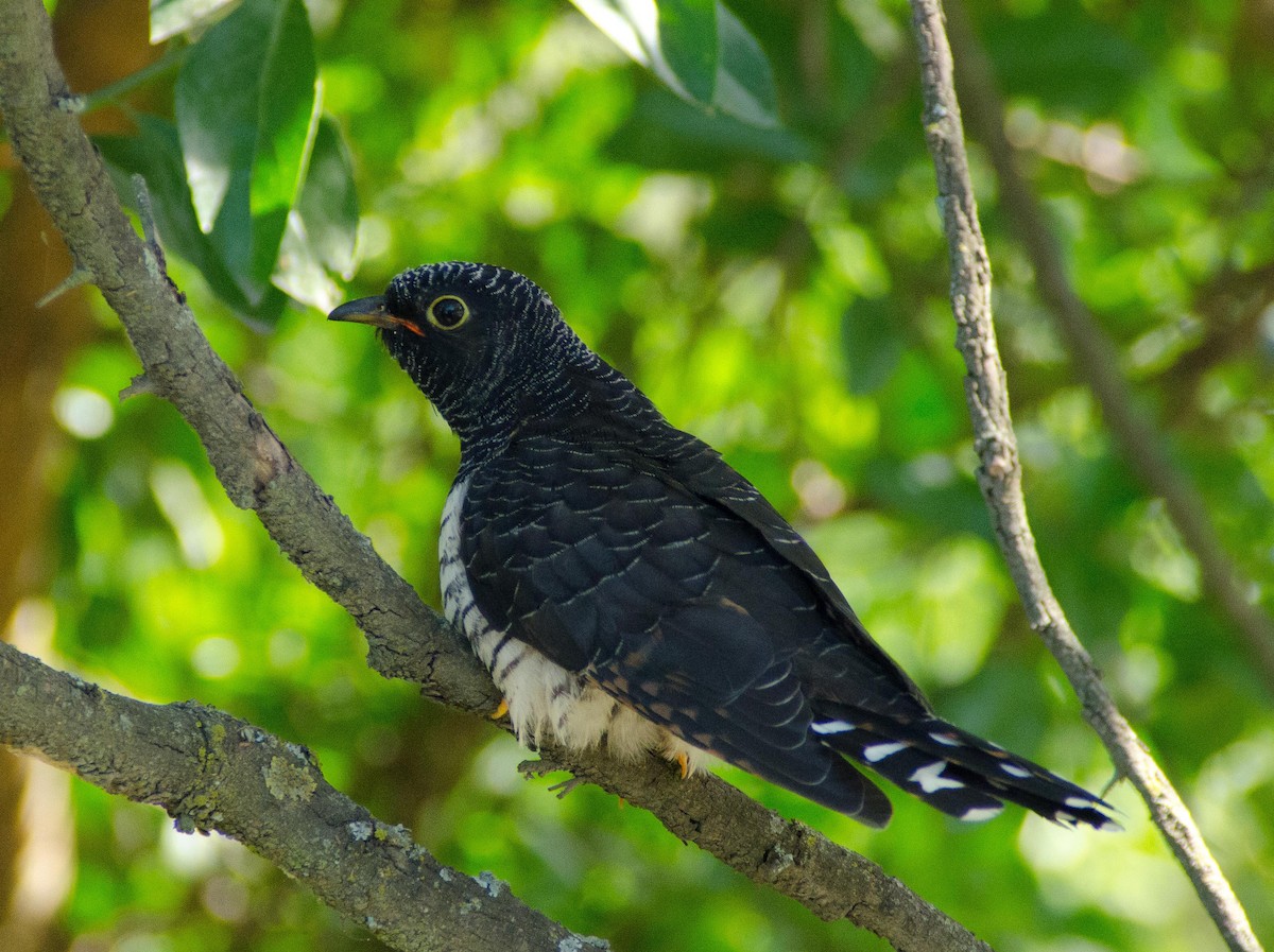 Red-chested Cuckoo - ML110341231