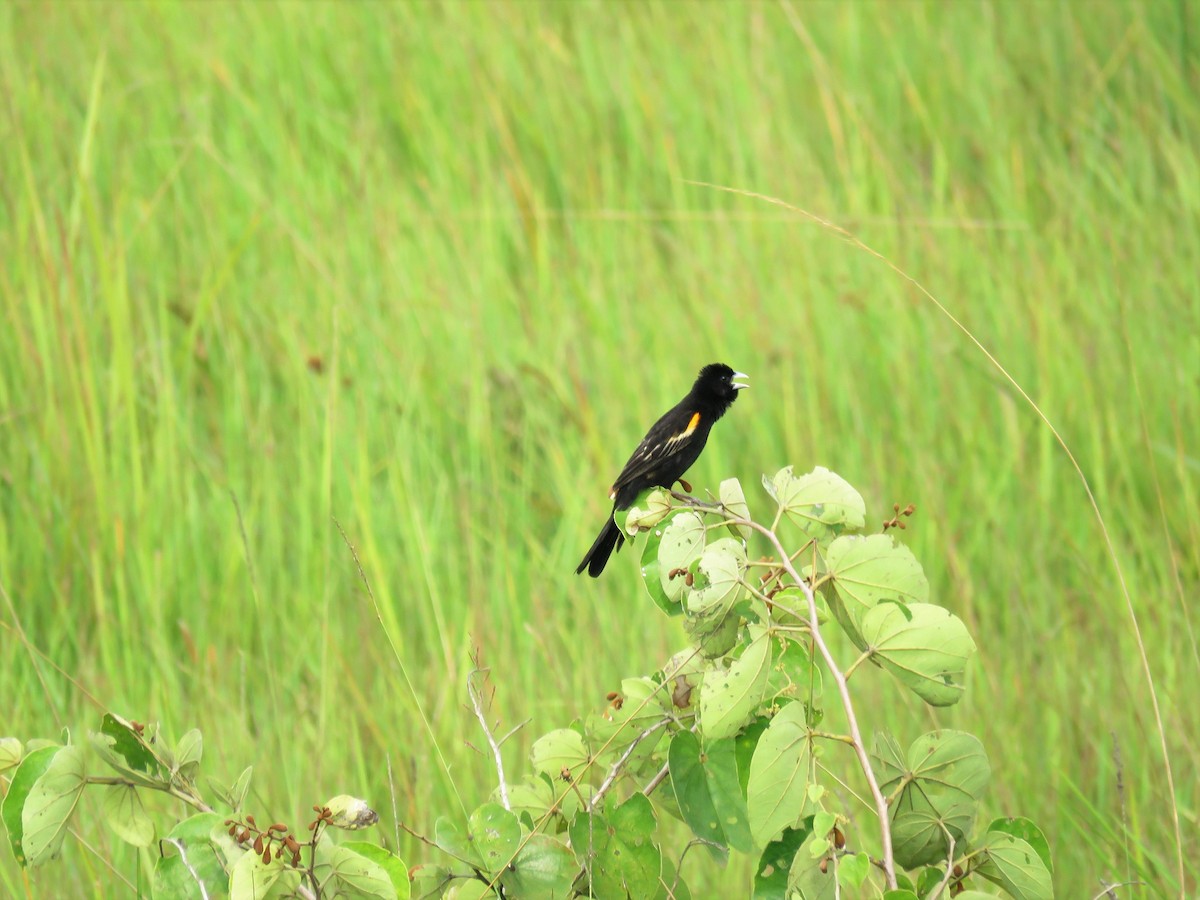 Marsh Widowbird - Nicholas Fordyce - Birding Africa