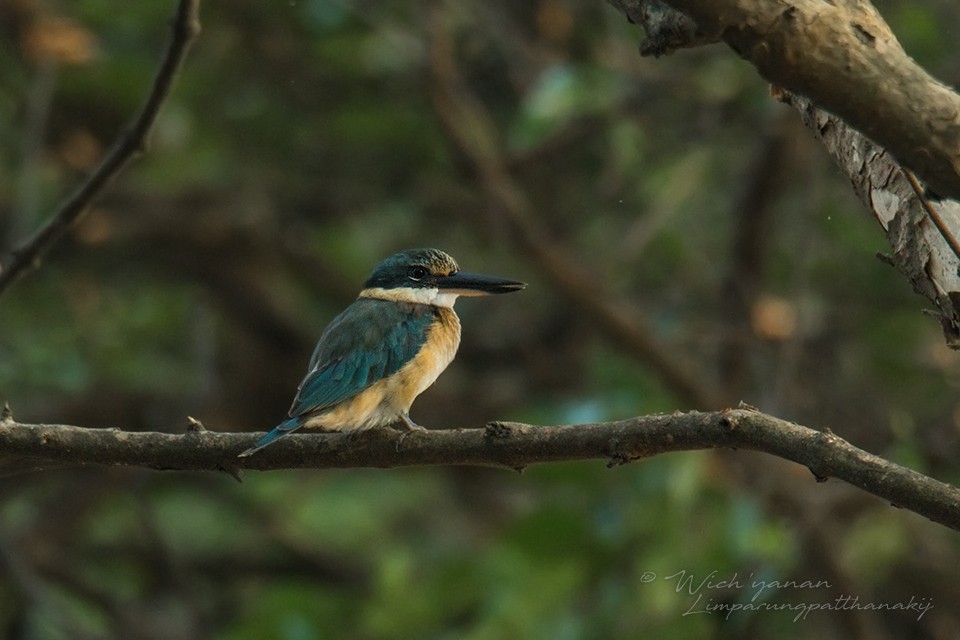 Sacred Kingfisher (Australasian) - Wich’yanan Limparungpatthanakij