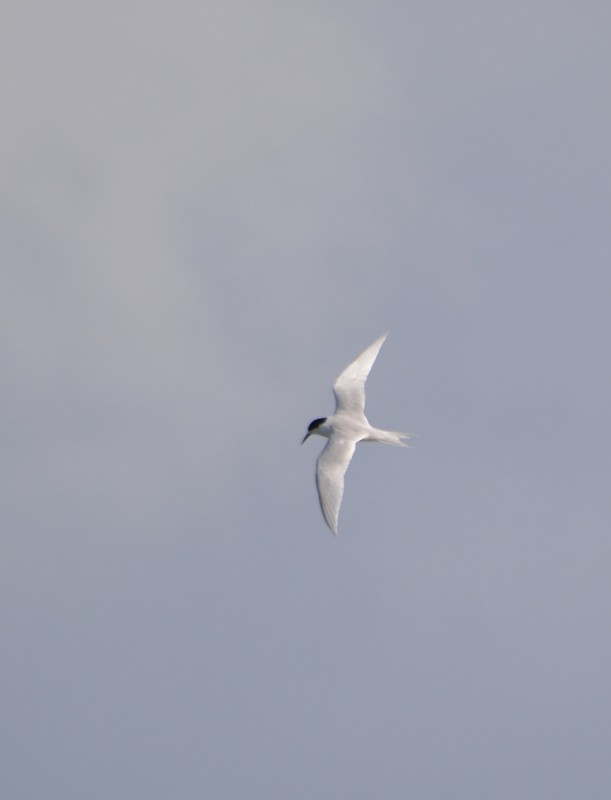 White-fronted Tern - Simon Tonge