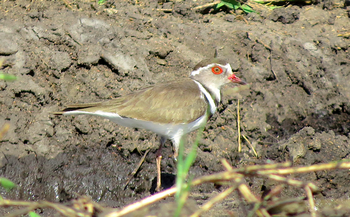 Three-banded Plover - ML110346471