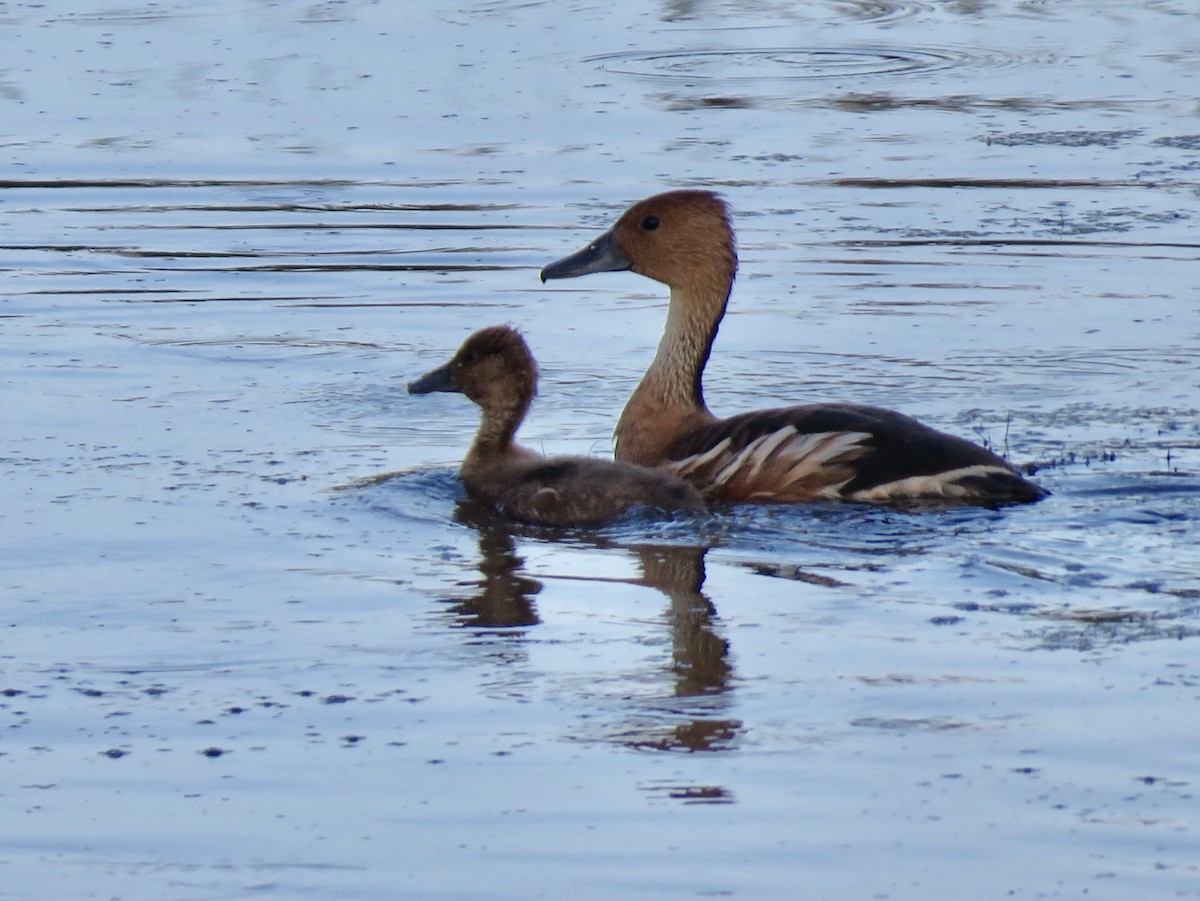 Fulvous Whistling-Duck - ML110358631