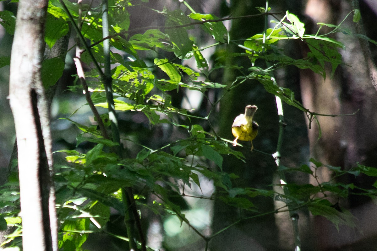 Golden-crowned Warbler (Golden-crowned) - ML110362131