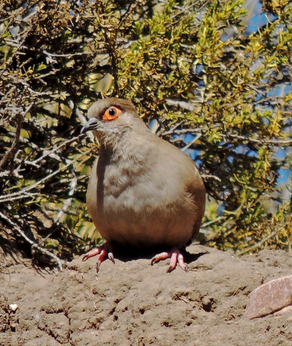 Bare-eyed Ground Dove - Hugo Hulsberg