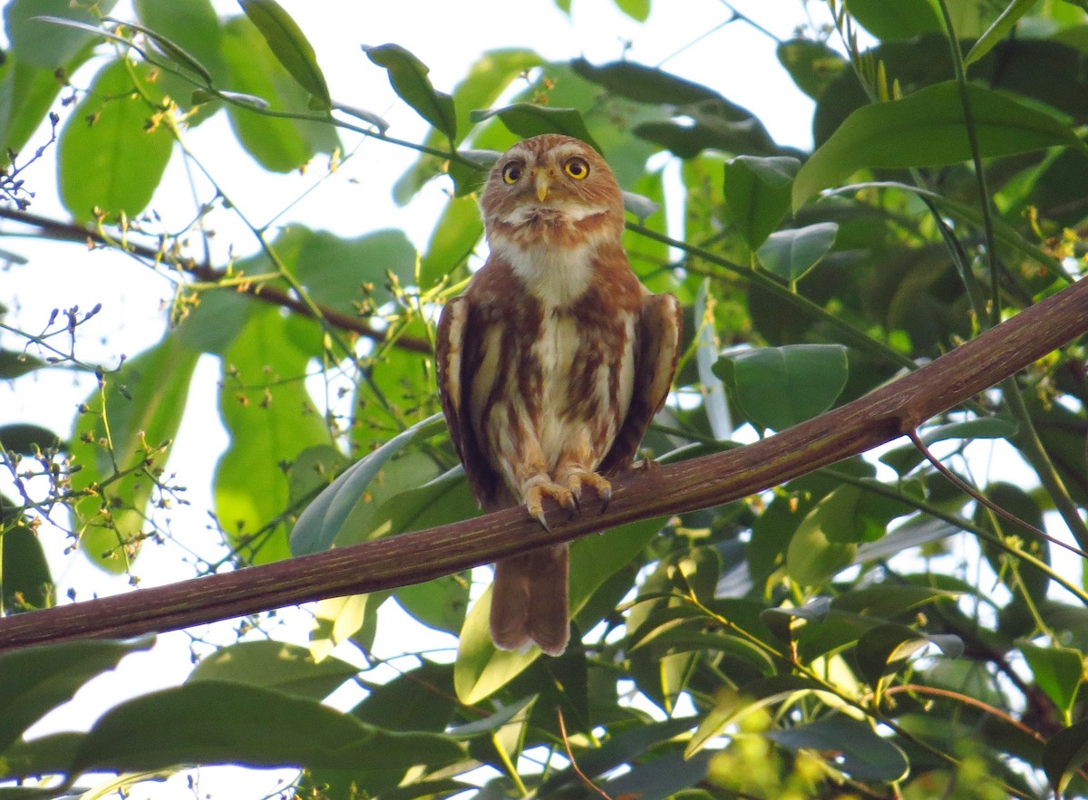 Ferruginous Pygmy-Owl - Willian Menq
