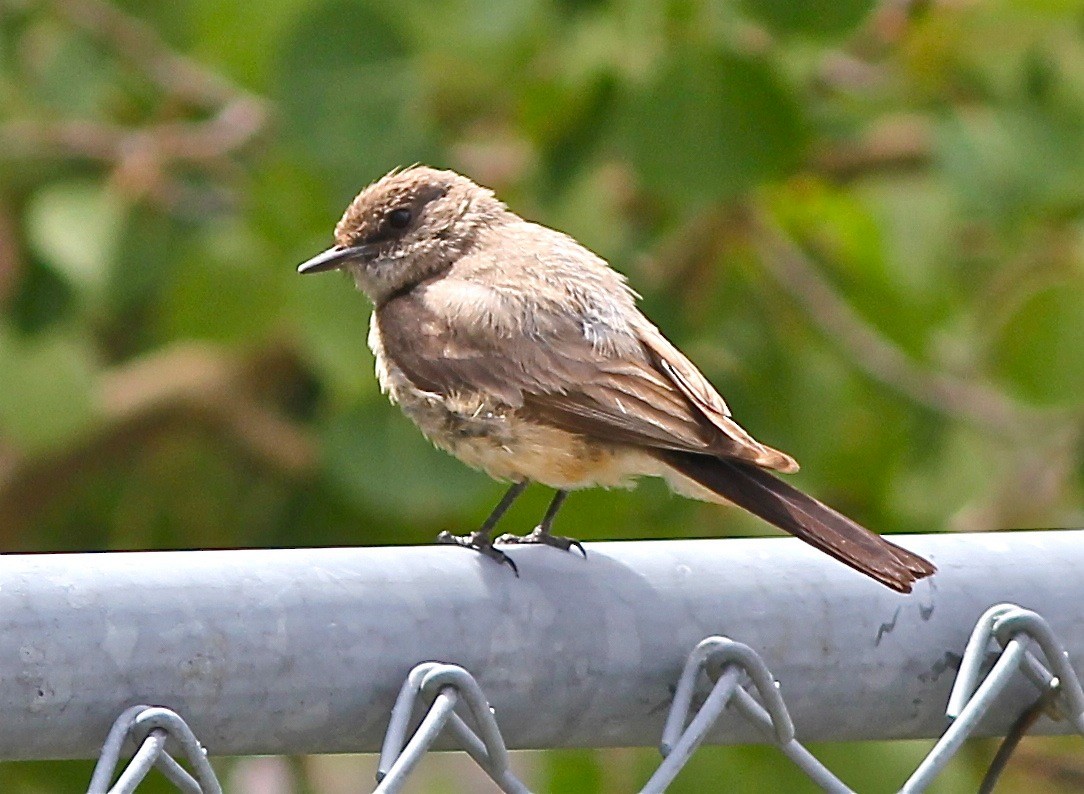 Say's Phoebe - Bill Hill