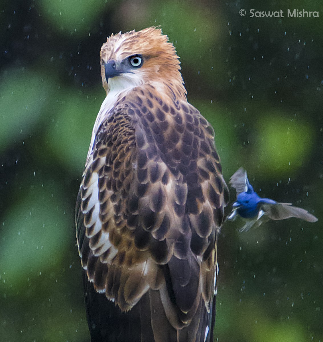 Changeable Hawk-Eagle (Crested) - ML110369981