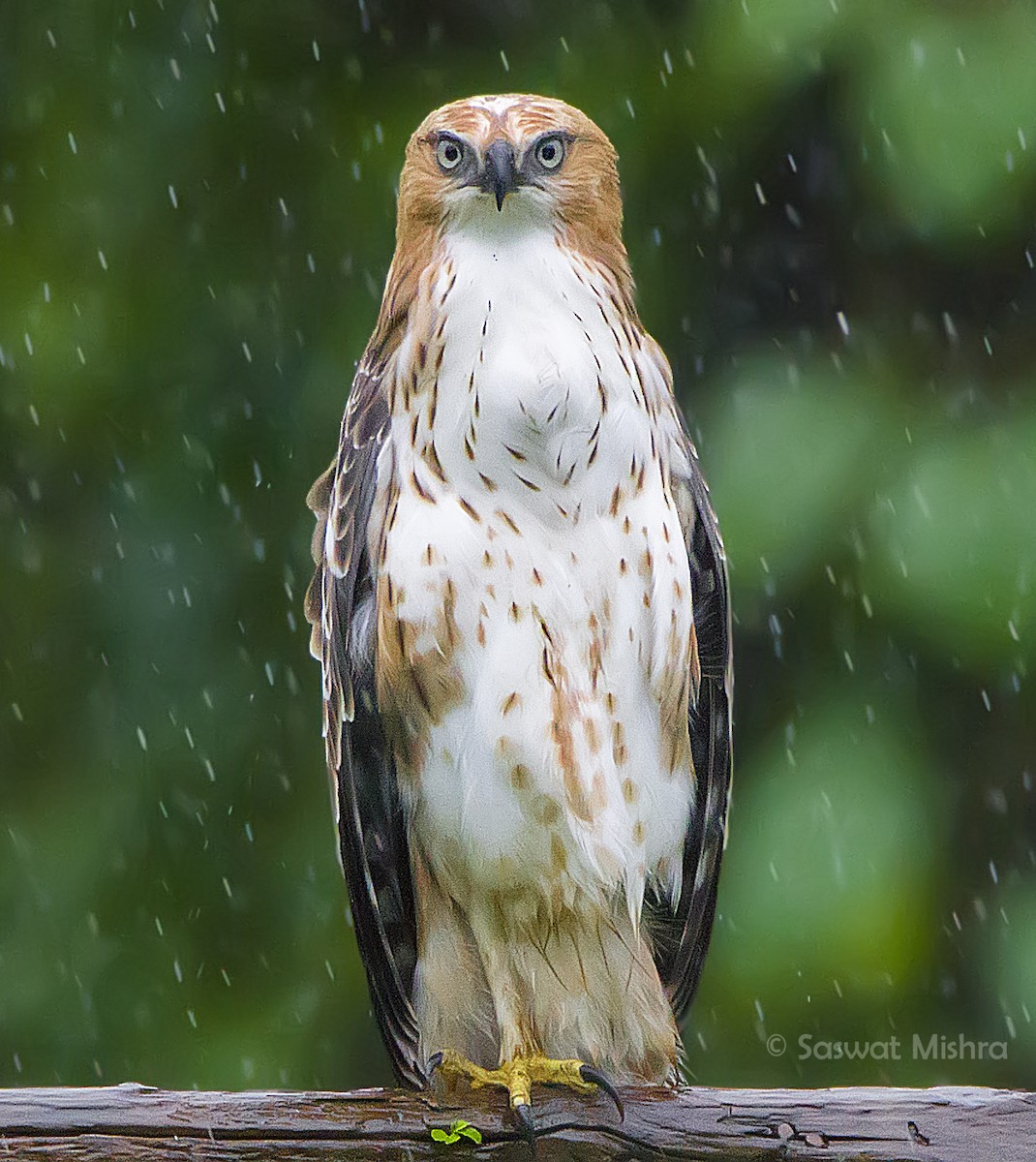 Changeable Hawk-Eagle (Crested) - ML110369991