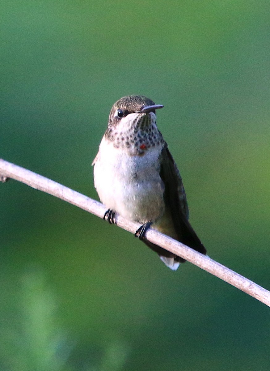Ruby-throated Hummingbird - Lori White