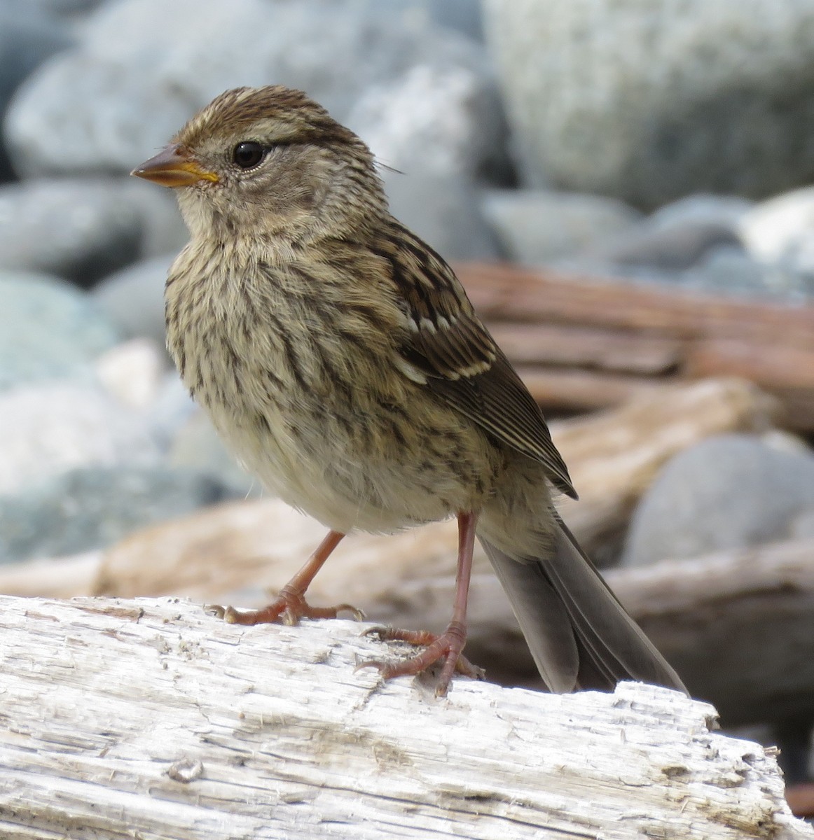 White-crowned Sparrow - Kathryn Clouston