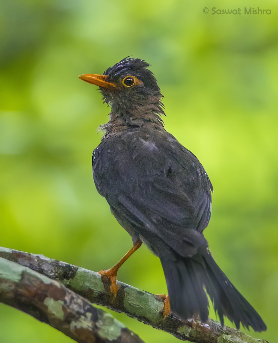 Indian Blackbird - Saswat Mishra