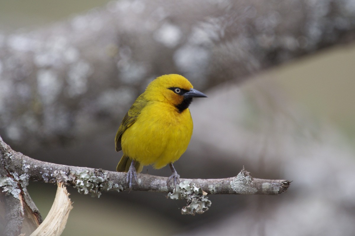 Spectacled Weaver (Black-throated) - Michelle Martin